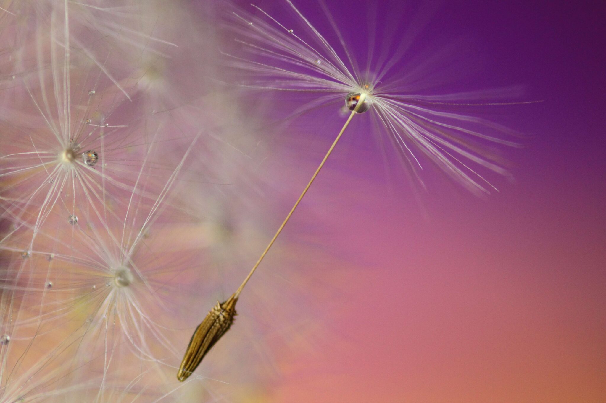 blur-close-up-colors-dandelion-compressed